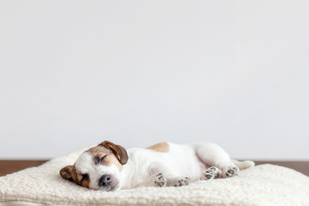 cuccioli-cani-come-scegliere