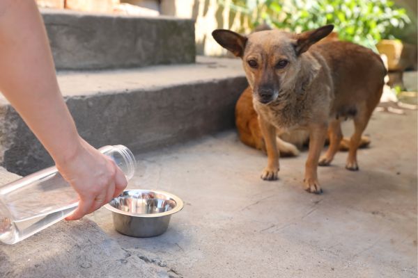 colpo-calore-cane-estate