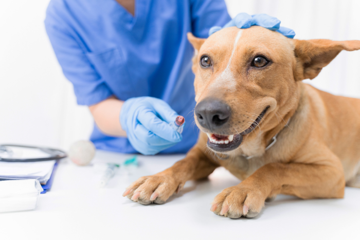vaccinazione cani e gatti