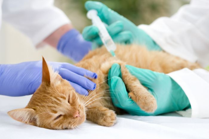 vaccinazione cani e gatti