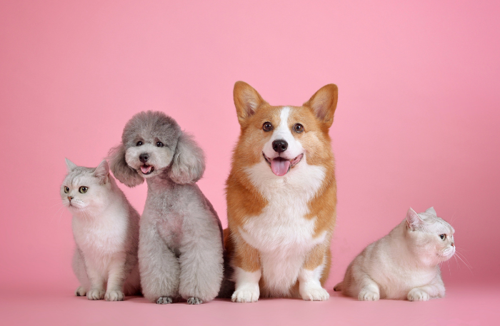 Alimentazione corretta per animali domestici
