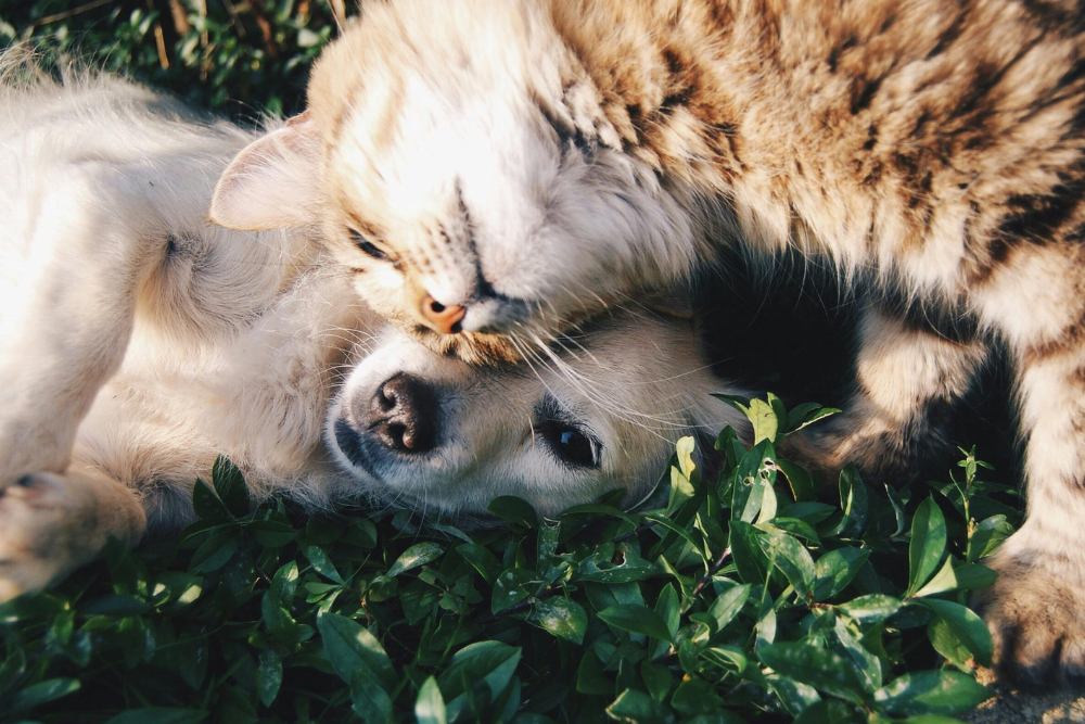 alimentazione corretta per animali domestici