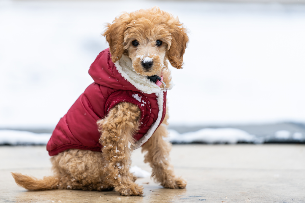 Come curare gli animali domestici in inverno ?