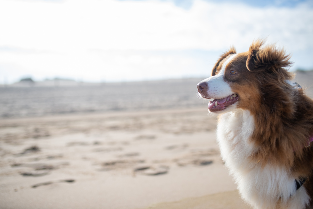 Arenzano: il rifugio pet-friendly in riviera