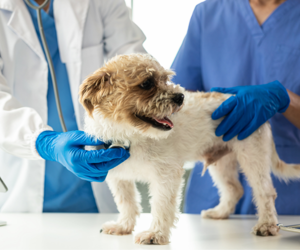 Arenzano la tua clinica veterinaria di fiducia 