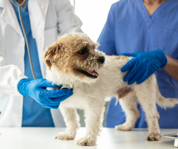 Quando si utilizza la chirurgia per il tuo animale 