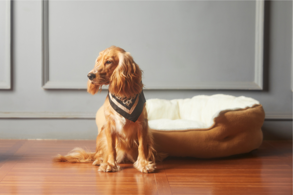 Segnali di allarme del cancro negli animali domestici