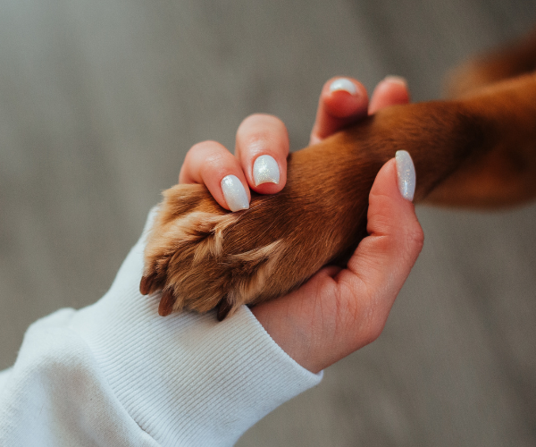 False informazioni su il cancro negli animali domestici