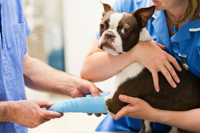  chirurgia per il tuo animale quando è necessaria