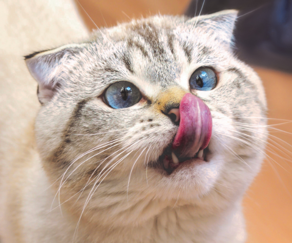 Igiene dentale per animali: aspetto importante e spesso trascurato