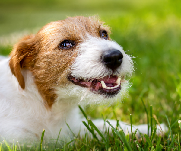 Igiene dentale per animali domestici: come garantirla?